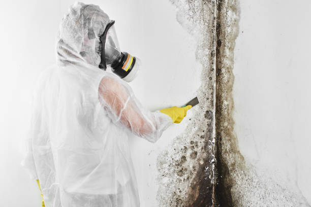 Best Mold Removal Company Near Me  in Rural Retreat, VA