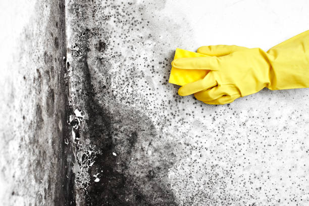Best Office Mold Removal Services  in Rural Retreat, VA