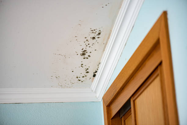 Best Mold Testing  in Rural Retreat, VA