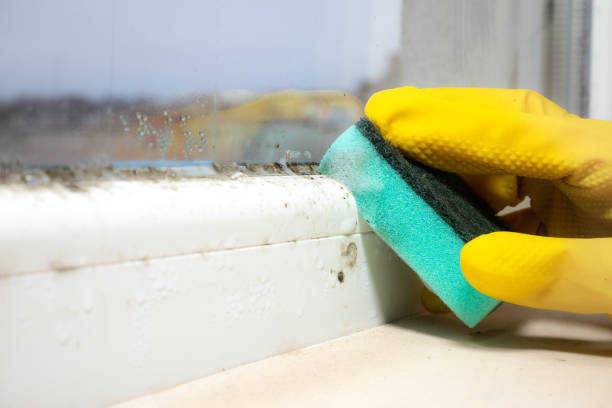 Best Crawl Space Mold Removal  in Rural Retreat, VA