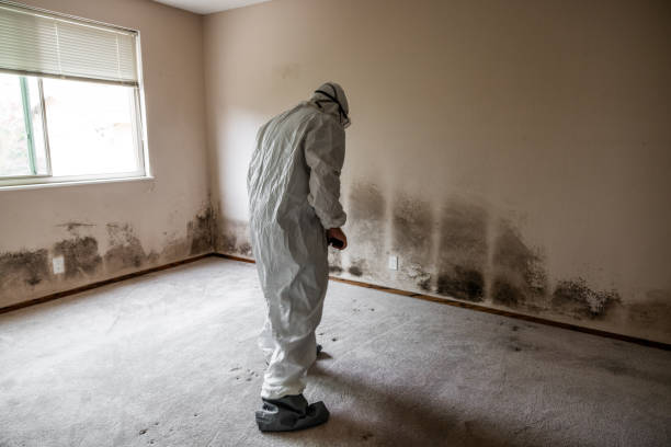 Best Mold Remediation  in Rural Retreat, VA