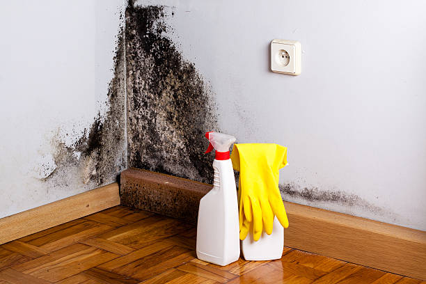 Best Local Mold Removal Service  in Rural Retreat, VA