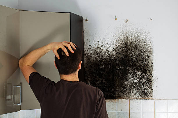 Certified Mold Removal in Rural Retreat, VA
