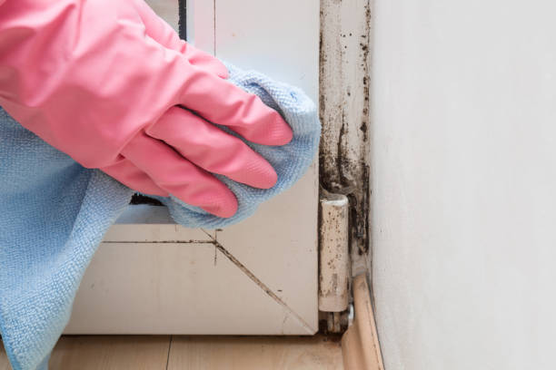 Best Mold Remediation Services  in Rural Retreat, VA