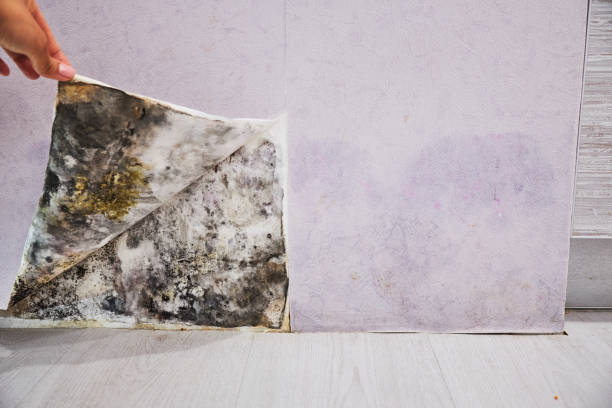 Best Mold Removal Near Me  in Rural Retreat, VA